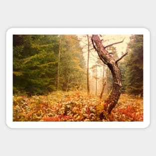 The Autumn Dancing Pine Sticker